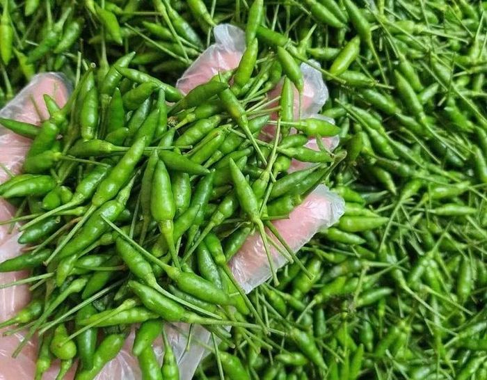 Ớt gió là một trong những loại nông sản đặc trưng được trồng tại một số địa phương vùng cao phía Bắc.