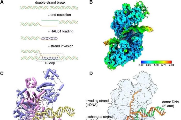 Nghiên cứu hé lộ chi tiết phân tử phức tạp của quá trình sửa chữa DNA ở người. Nói cách khác, các protein này không đơn giản là những linh kiện riêng lẻ. Chúng tập hợp thành những cấu trúc có tổ chức, kiểm soát cách bộ máy sửa DNA được hình thành và hoạt động. Phát hiện này cũng giúp giải thích vì sao những đột biến nhất định trong RAD51 paralogs có thể phá vỡ khả năng sửa chữa DNA. Các gene RAD51 paralogs nằm trong cùng “mạng lưới phòng thủ” với BRCA1 và BRCA2. Khi mạng lưới này bị hỏng, tế bào có thể tích lũy tổn thương DNA và trở thành ung thư. Việc hiểu chính xác cấu trúc của các phức hợp sẽ giúp các nhà nghiên cứu xác định đột biến nào thực sự phá hỏng chức năng protein và bằng cách nào. Điều này cũng có ý nghĩa đối với các thuốc nhắm vào tế bào ung thư có khiếm khuyết sửa DNA, chẳng hạn nhóm thuốc ức chế PARP. Stephen West, trưởng phòng thí nghiệm DNA Recombination and Repair tại Crick gọi đây là lời giải cho một “câu đố kéo dài 20 năm”, nhưng đồng thời nhấn mạnh rằng tiến bộ này chỉ trở nên khả thi nhờ những bước tiến gần đây của công nghệ. Nghiên cứu cho thấy trong sinh học hiện đại, đôi khi vấn đề không phải thiếu dữ liệu mà là con người chưa có công cụ đủ mạnh để nhìn thấy điều đang diễn ra.