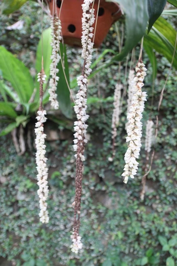 Một giò lan rừng đang trổ hoa.