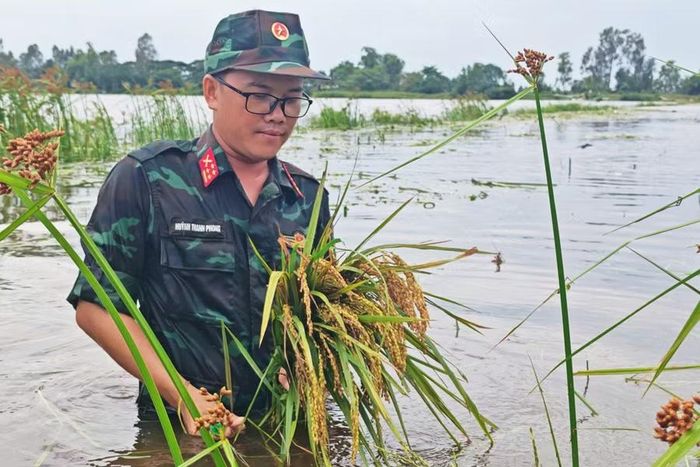 Cán bộ, chiến sĩ lội ruộng, giữ lại thành quả của người dân giữa cánh đồng ngập nước.