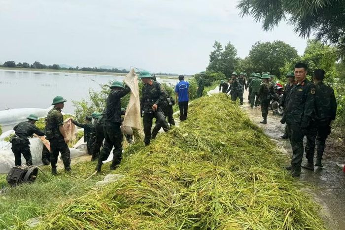 Những bó lúa sau khi thu hoạch được nhanh chóng chuyển lên bờ, đưa đến nơi an toàn.
