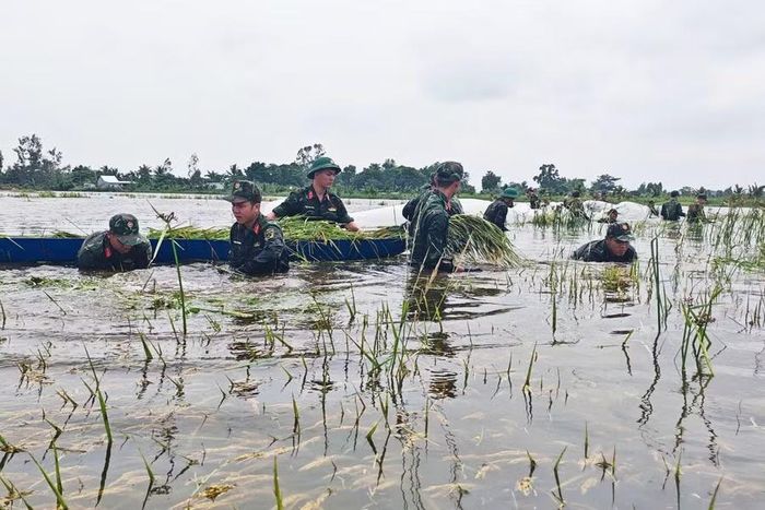 Dầm mình giữa ruộng ngập, cán bộ, chiến sĩ khẩn trương thu hoạch từng diện tích lúa đã chín.