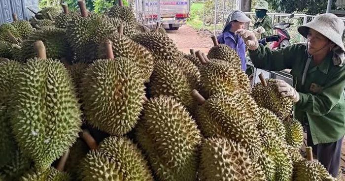 Kiểm soát chất lượng không thể bắt đầu khi quả sầu riêng chuẩn bị xuất khẩu, mà phải được thực hiện ngay từ quá trình sản xuất. (Nguồn: VGP)