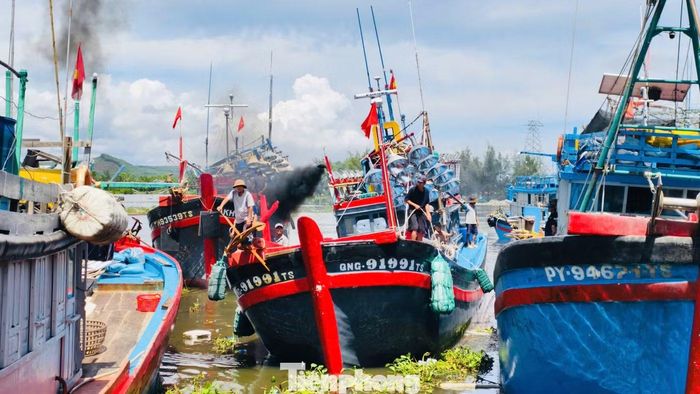 Ngay từ sáng sớm, cá được đưa từ tàu lên bờ, phân loại, cân bán cho thương lái. Sau đó, cá được chuyển lên xe đông lạnh để đưa đến chợ và các cơ sở chế biến.