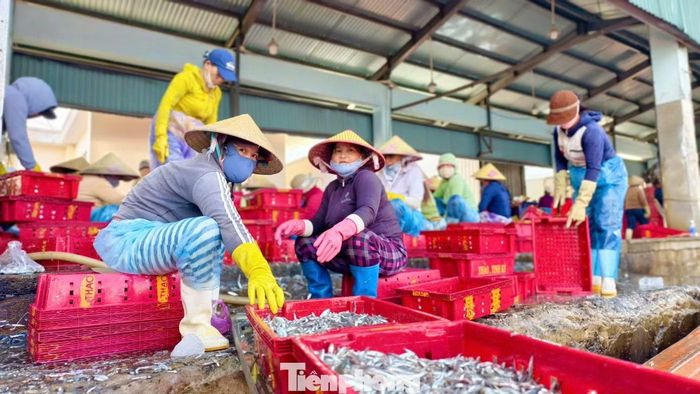 "Cá cơm khi thấy ánh đèn sáng thì tụ lại rồi mình thả lưới, xúc lên tàu. Đi nghề này phải chạy vòng vòng đủ mọi miền, chỗ nào có nhiều mình làm được nửa tháng hoặc hơn, chỗ không có thì lại di chuyển tiếp", anh Lua chia sẻ.