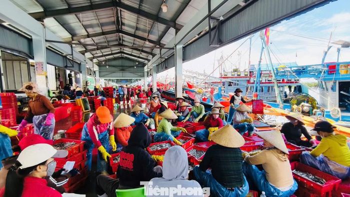 Theo anh Lua, việc tìm cá chủ yếu dựa vào thiết bị dò. Khi phát hiện đàn cá, tàu sử dụng hệ thống đèn công suất lớn để thu hút cá tập trung quanh vùng sáng, sau đó thả lưới﻿ và xúc cá lên tàu.