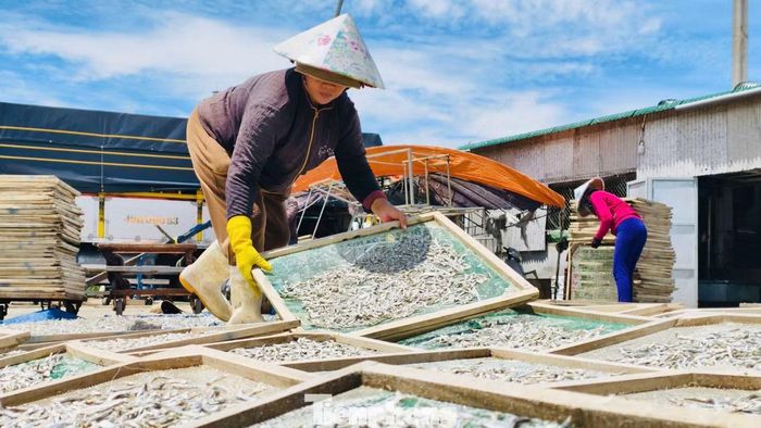 Đối với cá cơm khô, trung bình khoảng 4 kg cá tươi cho ra 1 kg cá khô. Giá cá khô hiện khoảng 200.000 đồng/kg, được tiêu thụ trong nước và phục vụ xuất khẩu.