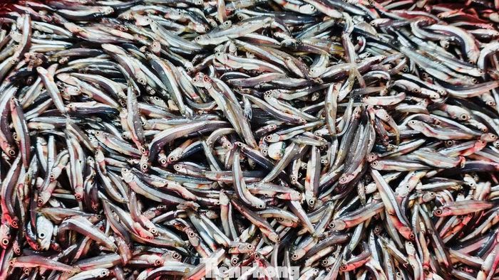 Giá cá cơm hiện dao động từ 15.000-20.000 đồng/kg, tùy chất lượng. Với sản lượng trên, mỗi tàu có thể thu về từ vài chục triệu đến cả trăm triệu đồng.
