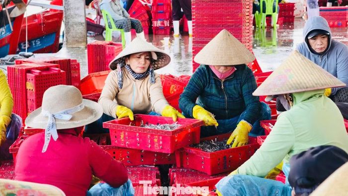 Không chỉ ngư dân đi biển hưởng lợi, cá cơm trái vụ còn tạo thêm việc làm cho lực lượng lao động làm dịch vụ hậu cần nghề cá. Mỗi khi tàu cập cảng, hàng chục lao động lập tức có mặt để phân loại, cân cá, vận chuyển sản phẩm lên xe đông lạnh. Công việc này mang lại thu nhập khoảng 200.000-300.000 đồng/người/ngày.