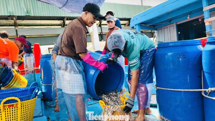 Ngư dân Nguyễn Văn Xí (trú xã Tịnh Khê - thuyền viên tàu cá QNg 91145 TS) cho biết chuyến biển vừa rồi tàu anh khai thác được khoảng 7 tấn cá cơm﻿. Với giá bán hiện nay, sau khi trừ chi phí, mỗi thuyền viên được chia vài triệu đồng.
