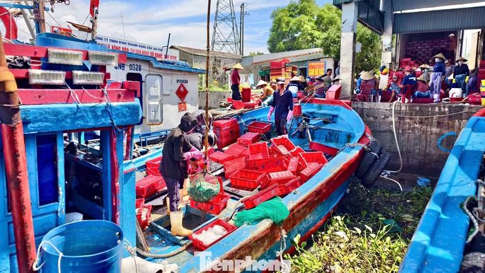 Ngư dân địa phương cho biết mùa cá cơm chính vụ ở vùng biển Quảng Ngãi thường kéo dài từ tháng 12 âm lịch đến tháng 3 âm lịch năm sau. Vì vậy, việc cá cơm xuất hiện nhiều vào thời điểm này được xem là trái mùa.