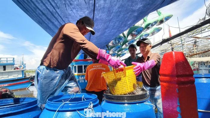 Không chỉ tàu cá tại Quảng Ngãi, nhiều tàu từ các tỉnh khác cũng di chuyển đến vùng biển này để khai thác cá cơm.