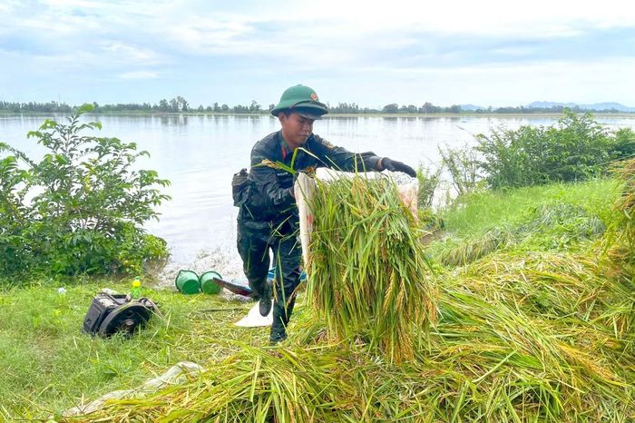 Cán bộ, chiến sĩ gặt và vận chuyển lúa giúp người dân giữa vùng ngập.