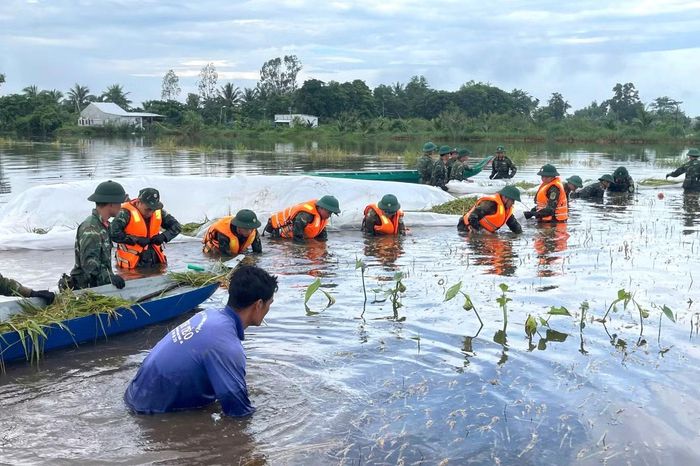 Trong hai ngày 26 - 27/9, tại ấp Khánh Hòa, xã Giang Thành, Trung đoàn 893 huy động hơn 30 cán bộ, chiến sĩ Đại đội 6, Tiểu đoàn 519 phối hợp các lực lượng địa phương xuống đồng hỗ trợ người dân thu hoạch lúa.