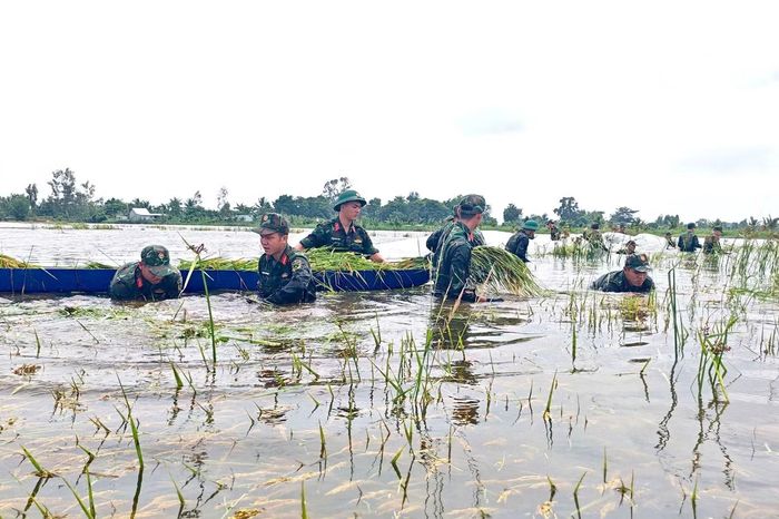 Tại những khu vực ngập sâu, bộ đội trực tiếp lội ruộng, đầm mình trong nước cắt lúa thủ công.