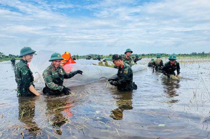Đại úy Huỳnh Thanh Phong - Chính trị viên Tiểu đoàn 519 (Trung đoàn 893) cho biết, trước tình diện tích lúa của người dân bị ngập sâu, đơn vị báo cáo chỉ huy Trung đoàn và Thủ trưởng Bộ Chỉ huy Quân sự tỉnh, phối hợp cấp ủy, chính quyền và các lực lượng địa phương tổ chức cán bộ, chiến sĩ xuống đồng giúp dân gặt lúa chạy ngập.