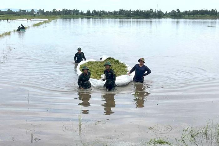 Dù ruộng ngập nước, việc đi lại khó khăn, các cán bộ, chiến sĩ vẫn tranh thủ từng giờ để thu hoạch những diện tích lúa đã chín, hạn chế thiệt hại cho người dân.