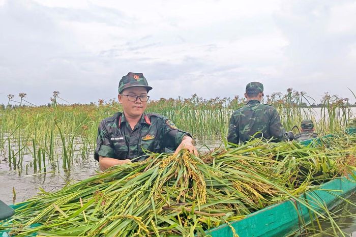 Qua khảo sát, xã Giang Thành, An Giang hiện có gần 50 ha lúa tại các khu vực trũng thấp chuẩn bị thu hoạch, mưa lớn kéo dài khiến nhiều diện tích bị ngập, máy gặt đập liên hợp không thể tiếp cận, nguy cơ bị hư hỏng nếu không được thu hoạch.