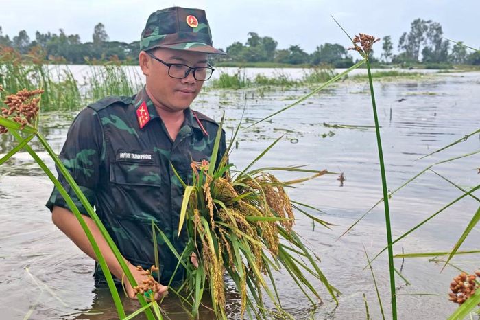 “Chúng tôi xác định phải tranh thủ thời gian, hỗ trợ bà con thu hoạch và đưa lúa lên bờ, góp phần hạn chế thấp nhất thiệt hại. Đơn vị sẽ tiếp tục bám sát tình hình, sẵn sàng huy động lực lượng hỗ trợ nhân dân khi có yêu cầu”, Đại úy Phong nói.