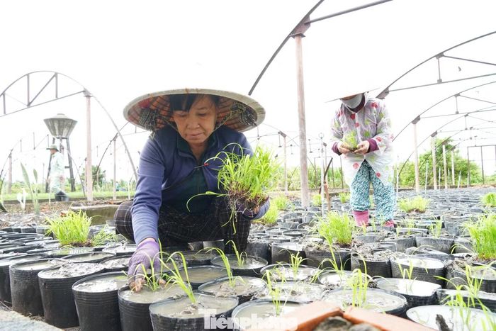 Công tác chăm sóc được tiếp tục tăng cường khi lúa vào giai đoạn làm đòng và trổ, lúa được bón bổ sung một lần phân, giúp đòng phát triển tốt, bông lớn, nhiều hạt.