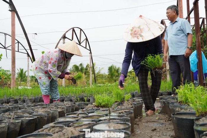 Đặc biệt, khoảng 300 chậu lúa giống CTR, CT cỡ lớn đã được trồng và đang phát triển tốt, phục vụ trưng bày tại khu vực giới thiệu thành tựu ngành nông nghiệp Cần Thơ. Trong đó, hai giống lúa CTR1 và CTR30 đã được Cục Trồng trọt và Bảo vệ thực vật, Bộ Nông nghiệp và Môi trường cấp bằng bảo hộ giống cây trồng mới vào ngày 4/9 vừa qua.