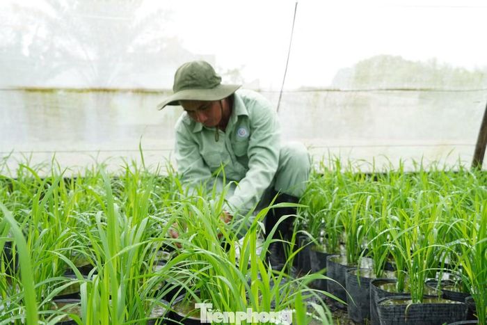 “Từng chậu phải được theo dõi về lượng nước, phân bón, số nhánh, cắt tỉa để cây phát triển đồng đều, đạt yêu cầu khi đưa vào trưng bày” - anh Út chia sẻ.