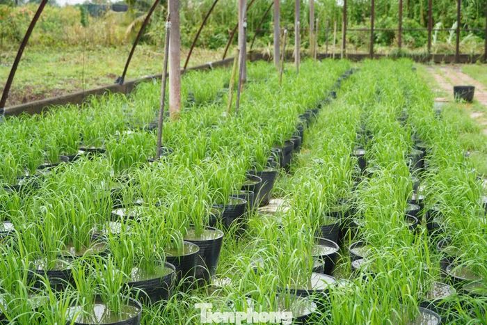 Theo từng không gian trưng bày, mật độ cấy cũng được tính toán khác nhau. Tại khu vực giới thiệu thành tựu ngành nông nghiệp, mỗi chậu được cấy 4 bụi. Ở những không gian khác, mỗi chậu chỉ cấy 1 bụi để thuận lợi cho việc vận chuyển, bố trí.