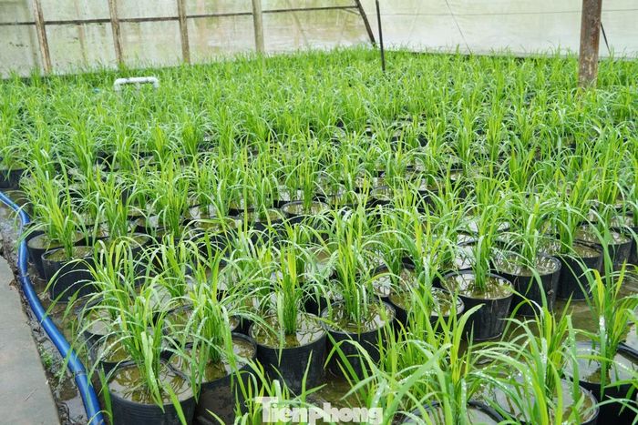 Quá trình chuẩn bị được tính toán phù hợp: Đất được đưa vào chậu khoảng 5 ngày trước khi cấy để đảm bảo điều kiện phù hợp cho cây lúa phát triển. Sau khi cấy khoảng 10-15 ngày, lúa vào giai đoạn đẻ nhánh tích cực. Đây là thời điểm quan trọng để cán bộ kỹ thuật điều chỉnh số lượng cây trên từng bụi trong mỗi chậu, nhằm xác định số bông khi lúa trưởng thành.