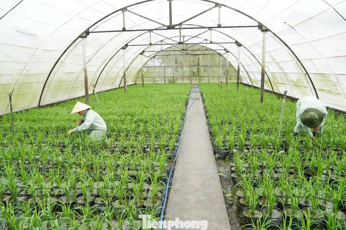 Theo anh Phạm Văn Út - Trưởng Trại thực nghiệm 1, trồng lúa trong chậu đòi hỏi công phu hơn nhiều so với sản xuất ngoài đồng. Với chậu cấy 1 bụi, đến thời điểm trưng bày có từ 9-16 bông thì chậu lúa mới đẹp, nên phải “thúc” từ sớm, đến khoảng 25 ngày sau cấy phải đạt từ 12 nhánh trở lên để bảo đảm số bông mong đợi.
