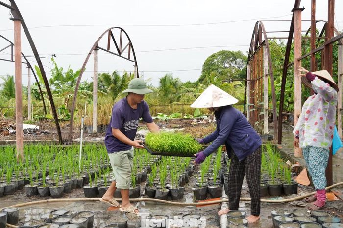 Các chậu lúa đang trong giai đoạn đẻ nhánh và được cán bộ kỹ thuật theo dõi, chăm sóc thường xuyên.