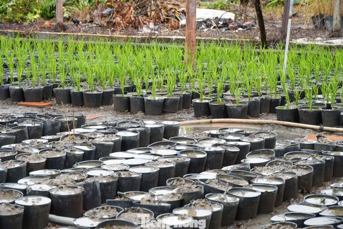 Công tác chuẩn bị, trồng, chăm sóc các chậu lúa đang diễn ra khẩn trương ở Trại thực nghiệm 1, Trung tâm Khuyến nông và Dịch vụ nông nghiệp TP. Cần Thơ, với hàng chục nhân sự được huy động để đảm bảo tiến độ, số lượng và chất lượng.