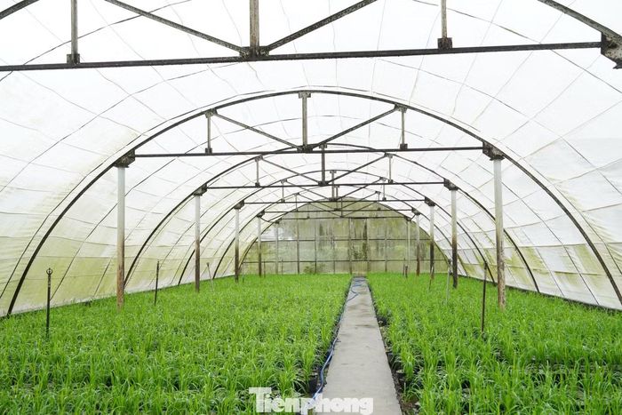 Để ngăn chim, chuột cắn phá, phòng sâu bệnh tấn công lúa, giúp cây sinh trưởng ổn định, đến nay khoảng 15.000-16.000 chậu lúa đã được đưa vào nhà màng.