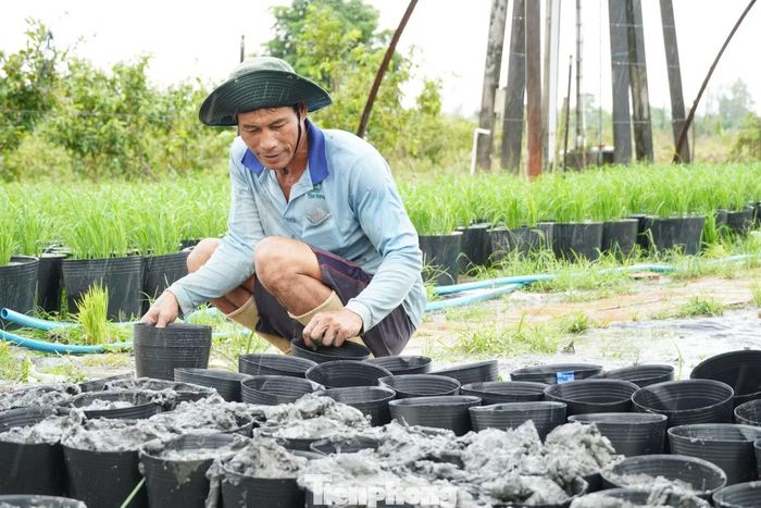 Để dự phòng hao hụt, bảo đảm đủ số lượng đưa vào phục vụ, đơn vị dự kiến trồng khoảng 30.000 chậu. Đến nay đã hoàn thành trồng khoảng 21.300 chậu.