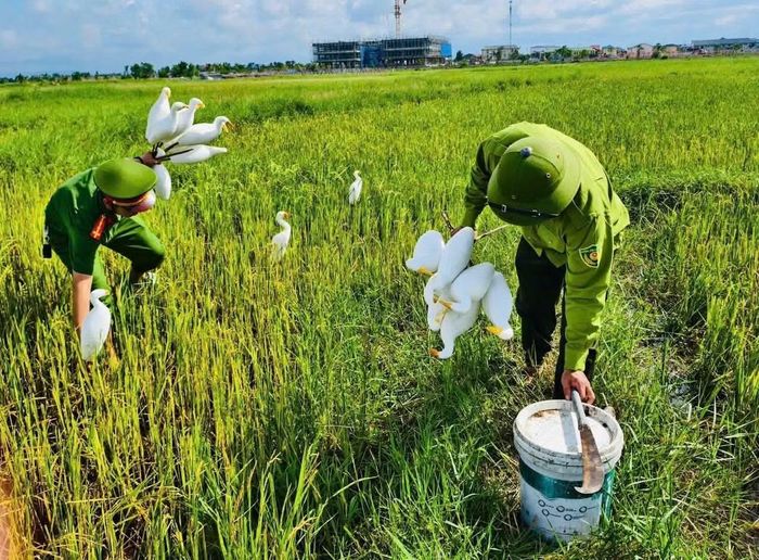 Tại phường Thành Sen, lực lượng chức năng phát hiện, thu giữ 300m lưới màng, 30 cọc tre cùng 2 bộ máy phát tín hiệu dụ chim, gồm 4 loa phát thanh, 2 máy tăng âm và 2 bình ắc quy. Lưới và cọc tre được tiêu hủy tại chỗ; các thiết bị phát tín hiệu được đưa về trụ sở để xử lý theo quy định.