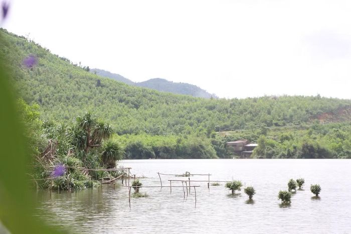 Khi đàn chim về, một số người dân cũng tìm đến các khu vực này, dựng chòi, đặt chim mồi, cắm que nhựa và giăng lưới để bẫy, bắt chim hoang dã. Trong ảnh một khu vực được người dân đặt bẫy chim.