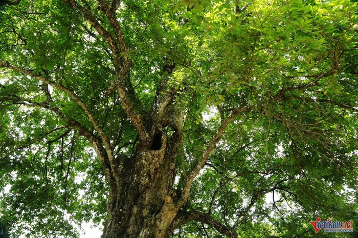 Cây thị cổ thụ toả bóng xanh mát giữa bản Mường ở Phú Thọ. Ảnh: Đức Hoàng