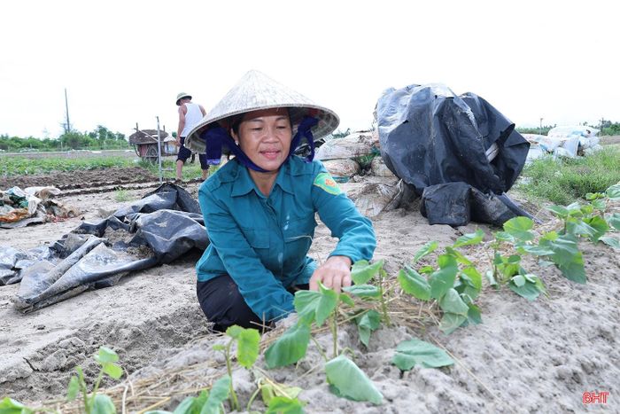 Nhiều loại rau màu vụ đông đã được người dân xuống giống.