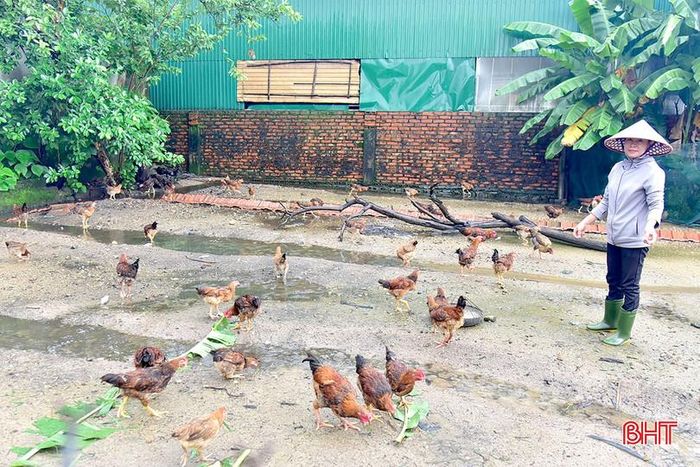 Chị Phan Thị Thuyên được hỗ trợ mô hình sinh kế gà để cải thiện cuộc sống gia đình.