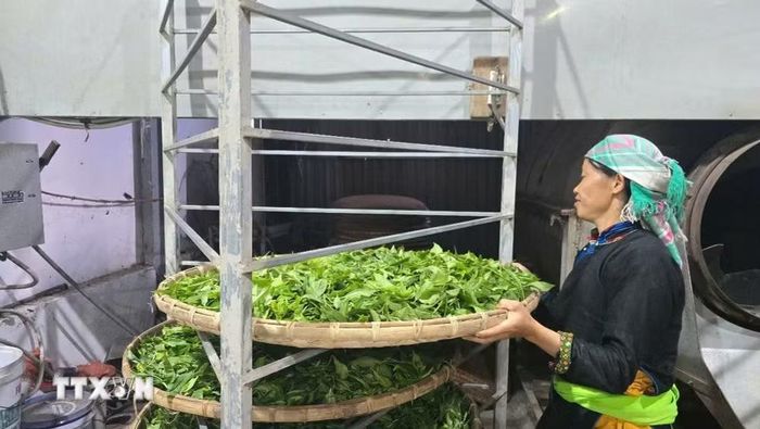 Hợp tác xã nông nghiệp hữu cơ Bắc Hà (xã Bản Liền) có hơn 300 thành viên cùng tham gia sản xuất, tạo thu nhập ổn định đến hàng trăm triệu đồng/năm cho đồng bào Tày, giúp giảm nghèo bền vững. (Ảnh: Hương Thu/TTXVN)