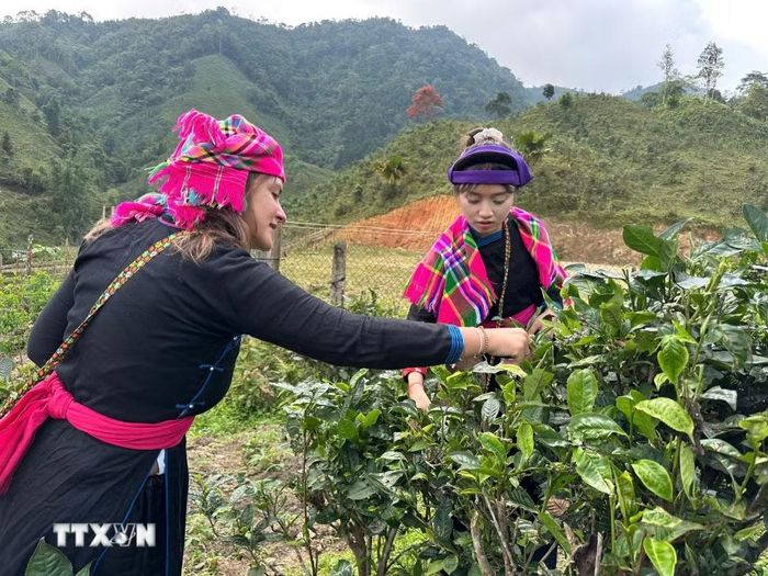 Du khách nước ngoài trải nghiệm hái chè Shan tuyết hữu cơ Bản Liền cùng người dân địa phương. (Ảnh: TTXVN phát)