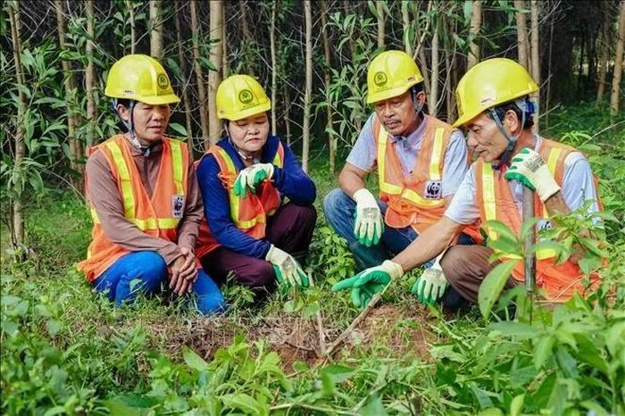 Từ diện tích rừng chủ yếu trồng keo, gia đình ông Lê Văn Nam, xã Triệu Phong bắt đầu trồng xen thêm các loài cây bản địa nhằm phát triển kinh tế bền vững. Ảnh: TTXVN phát