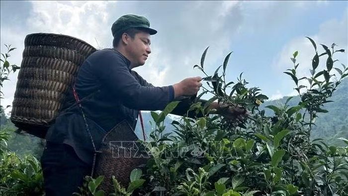 Anh Vàng A Bình (thôn đội 4) hái chè Shan tuyết cổ thụ hữu cơ hàng trăm năm tuổi tại vườn chè gia đình. Ảnh: TTXVN phát