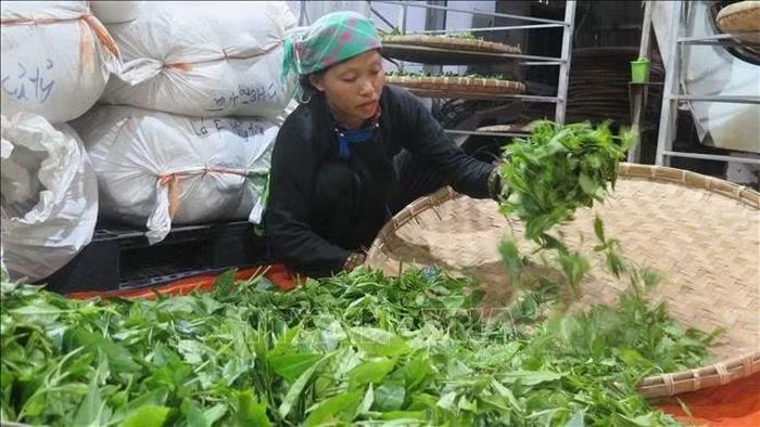 Chè Bản Liền được Hợp tác xã nông nghiệp hữu cơ Bắc Hà thu mua tạo thu nhập ổn định đến hàng trăm triệu đồng/năm cho đồng bào Tày, giúp giảm nghèo bền vững. Ảnh: Hương Thu/TTXVN