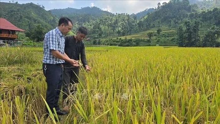Anh Lâm A Chương (thôn đội 2) đi thăm ruộng lúa nương đặc sản hữu cơ (gạo hạt tròn) Bản Liền của gia đình đang chuẩn bị cho thu hoạch. Ảnh: Hương Thu/TTXVN