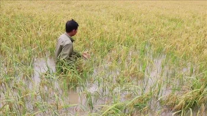 Cà Mau: Mưa lớn, lốc xoáy kéo dài Nhiều diện tích lúa hè thu của nông dân tỉnh Cà Mau đang chìm sâu trong nước dù gần đến vụ thu hoạch.