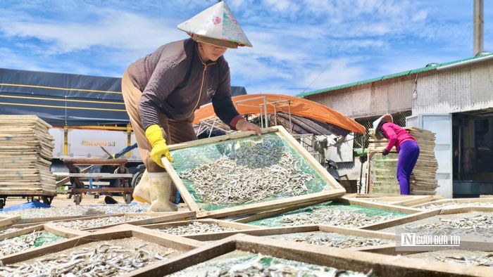 Nghề chế biến cá cơm khô cũng tạo thêm sinh kế cho người dân địa phương.