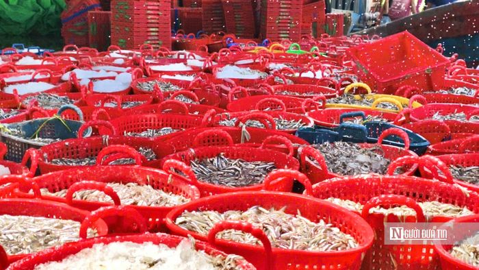 Người dân có thêm thu nhập từ phụ việc mỗi khi tàu đưa cá cơm vào bến.