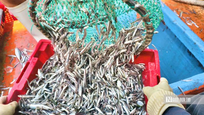 Mùa khai thác cá cơm trên vùng biển Quảng Ngãi thường bắt đầu từ đầu tháng 8 âm lịch và kéo dài đến tháng 2 âm lịch năm sau.