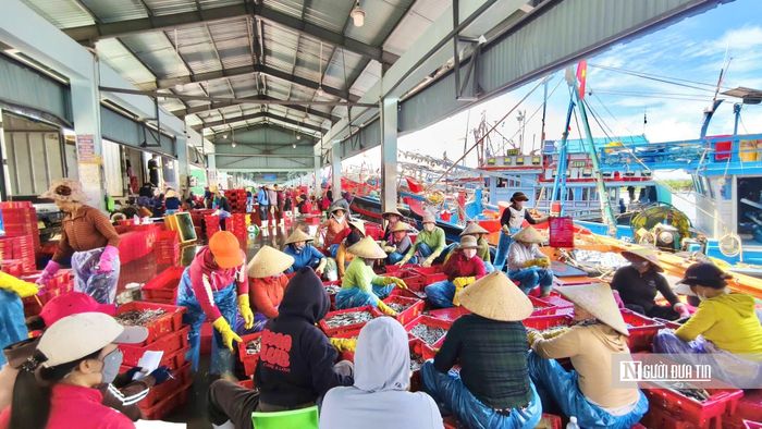 Hàng chục lao động hậu cần địa phương thường có mặt từ sáng sớm, người cân cá, người phân loại, người vận chuyển.