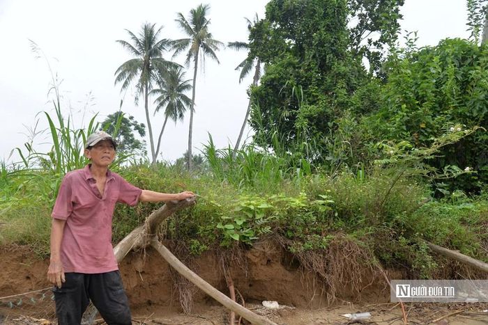 Người dân xóm Khê Nam trồng tre và cây xanh dọc bờ sông để giữ đất nhưng không thể chống lại sức tàn phá của dòng nước.